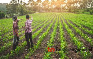 Digaji 10 Jt Perbulan ! Syarat dan Cara Daftar Program Petani Milenial dari Kementan 2024